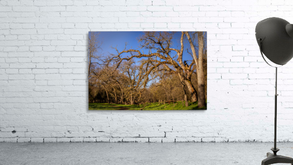 Wicked Branches 2 Wall Preview