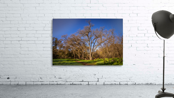 Bending Oaks Wall Preview