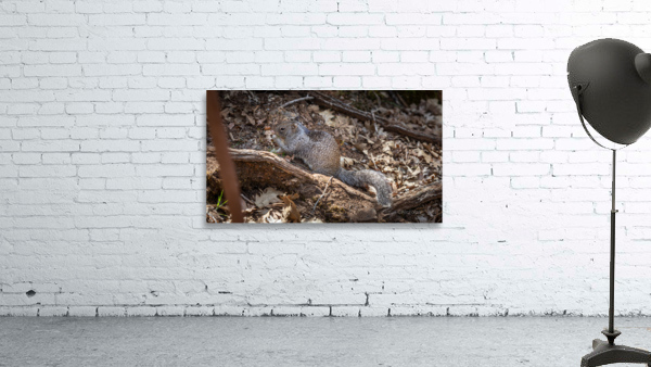 Burney Squirrel Wall Preview