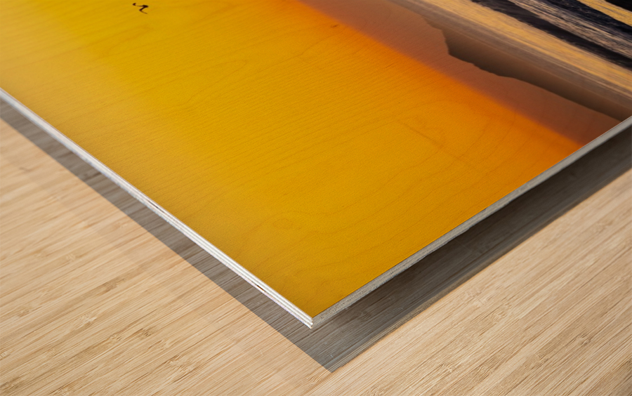 Seagull Sunrise Wood print