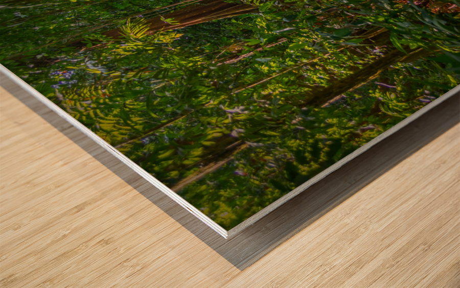 Lost in The Jungle Wood print