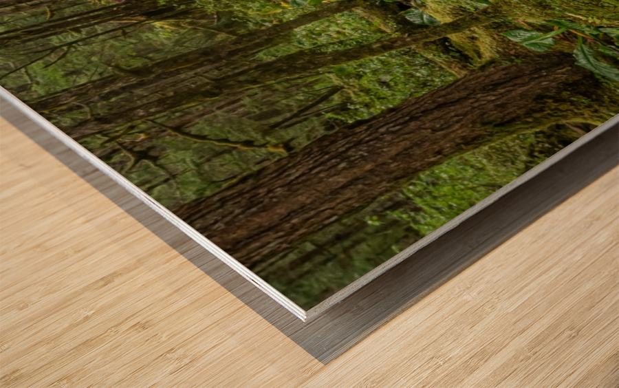 Green and Wet Wood print
