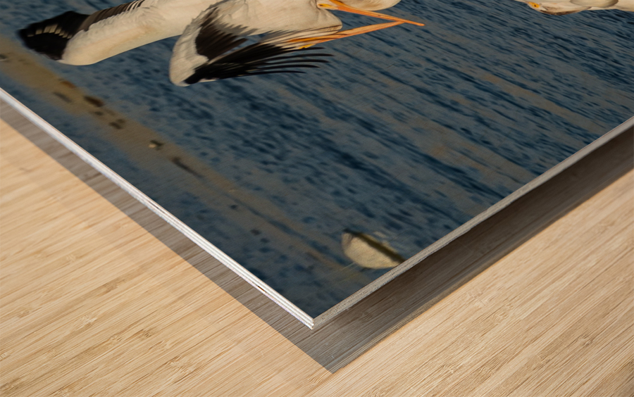 Dominant Pelican Wood print
