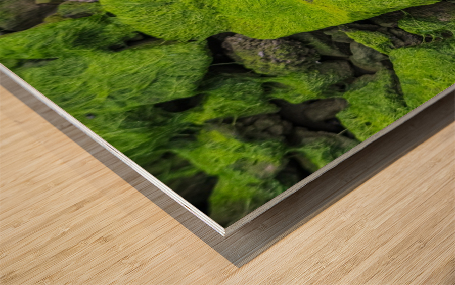 Slimey Rocks Wood print