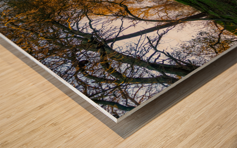 Up the Trail Wood print