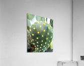 CACTUS3 Acrylic Print