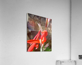 dragon Acrylic Print