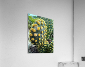 Cactus lovers Acrylic Print