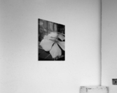 black and white Acrylic Print
