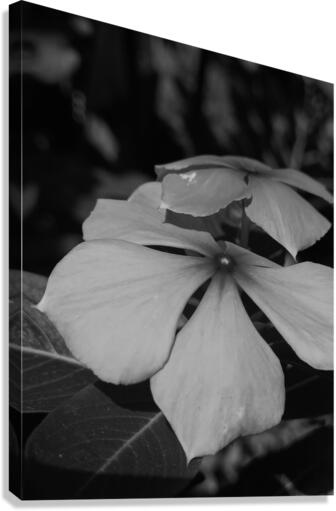 black and white Canvas Print