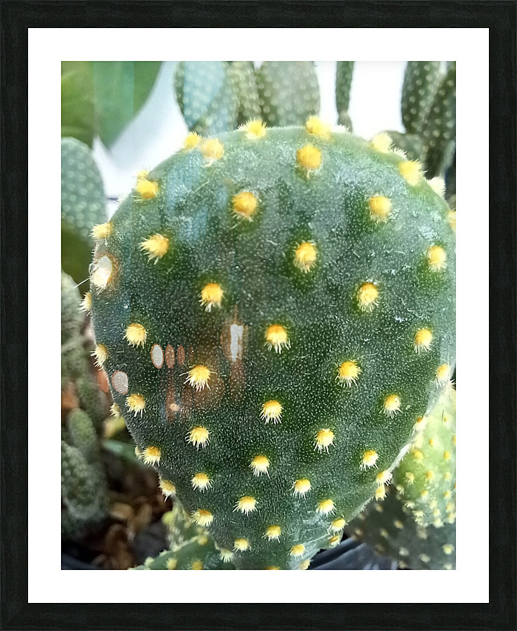 CACTUS3 Picture Frame print