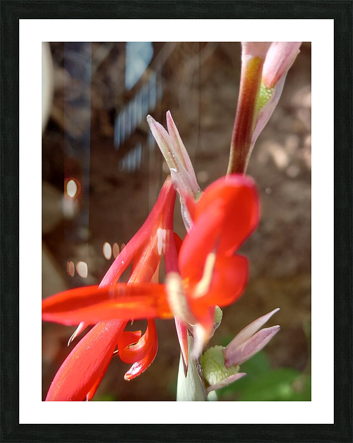 dragon Picture Frame print