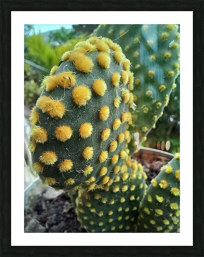 Cactus lovers Picture Frame print