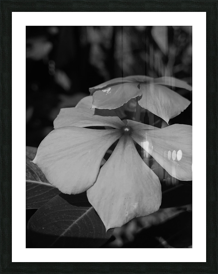 black and white Picture Frame print