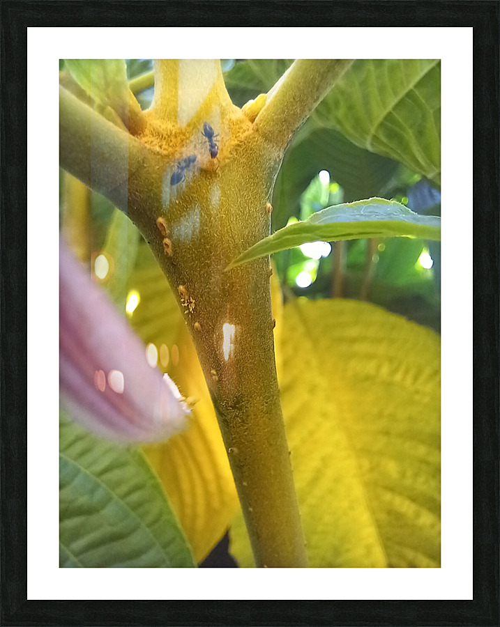 Antz world Picture Frame print