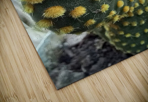 Cactus lovers Nathlee R Grant puzzle