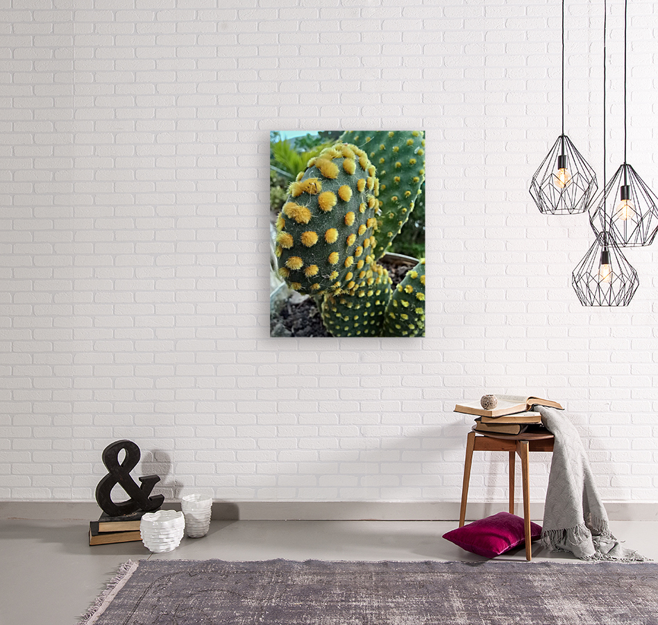 Cactus lovers Reproduction
