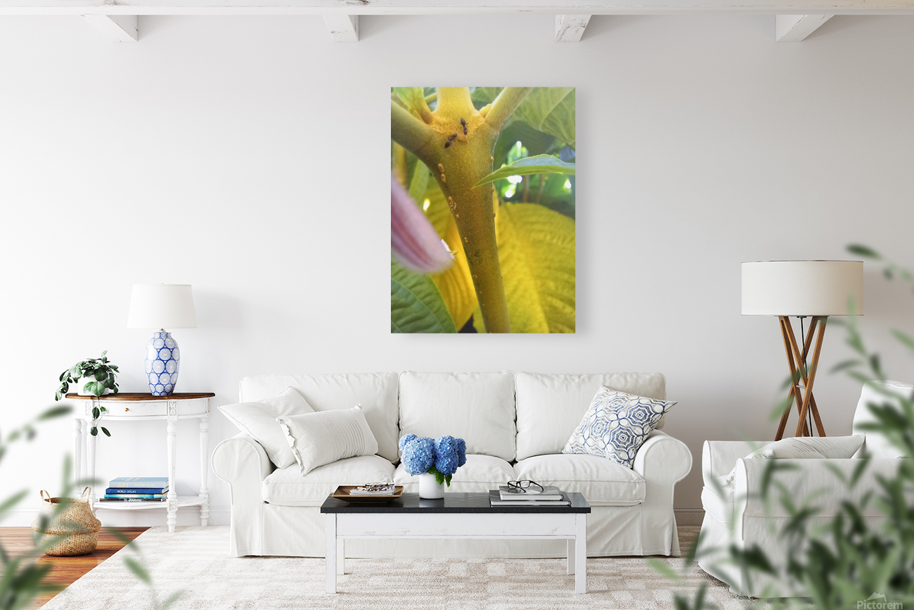 Antz world Reproduction