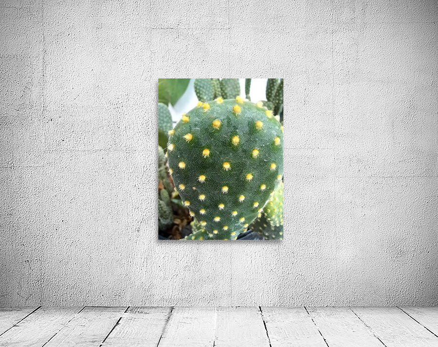 CACTUS3 Wall Preview