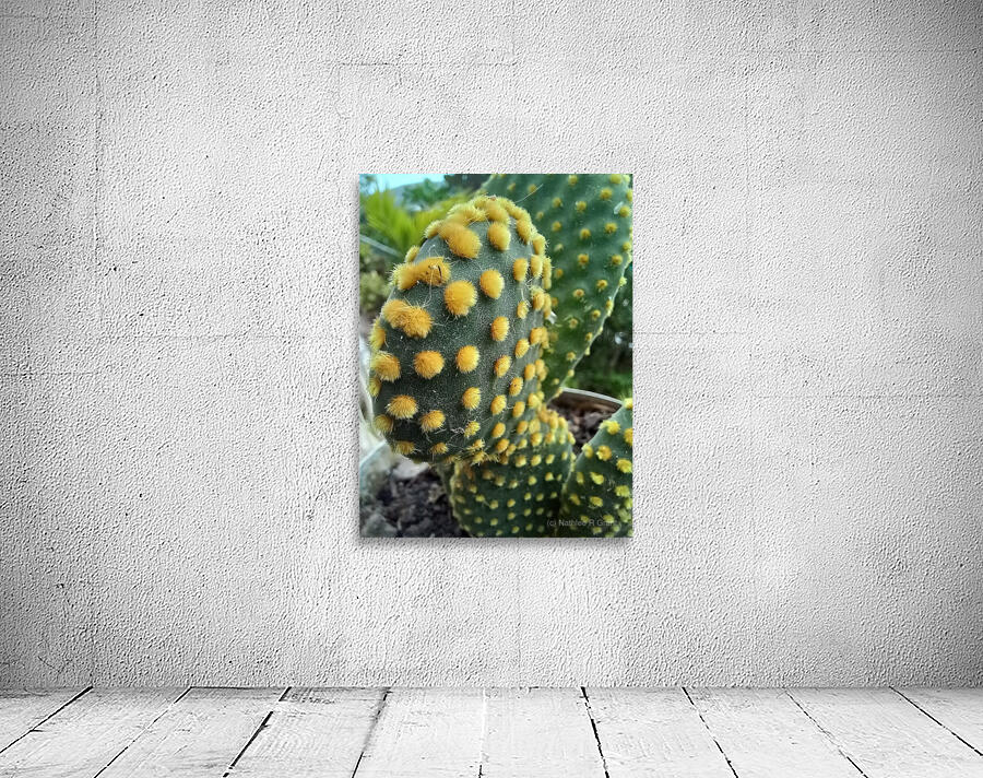 Cactus lovers Wall Preview