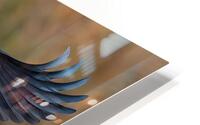 Grey Heron 2 HD Metal print