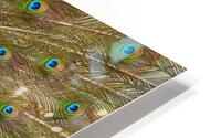 Indian Peafowl HD Metal print