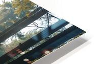 Sunlit Pine Forest 3 HD Metal print