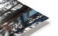 Sunlit Pine Forest 4 HD Metal print