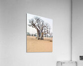 Resting Griot Acrylic Print