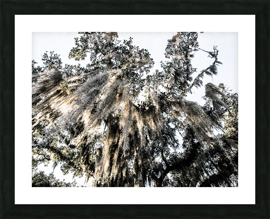 stJohnOakTree Picture Frame print