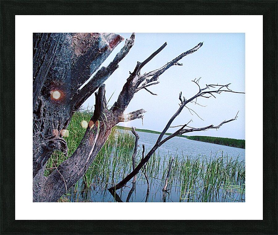 Marsh Land Picture Frame print
