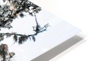 stJohnOakTree HD Metal print