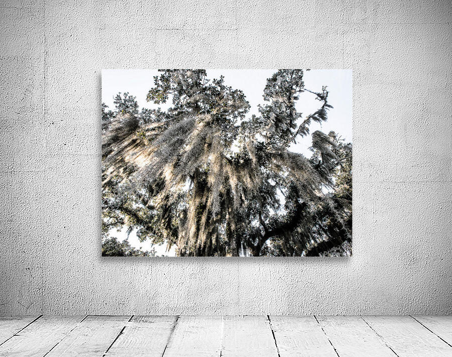 stJohnOakTree Wall Preview