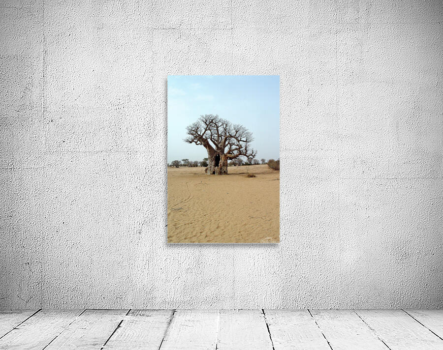 Boabab Tree Wall Preview