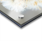 DSC03431 Acrylic print