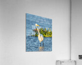 DSC02655 Acrylic Print