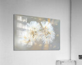 DSC03431 Acrylic Print