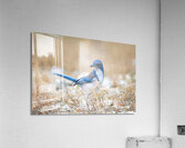 DSC00890 Acrylic Print