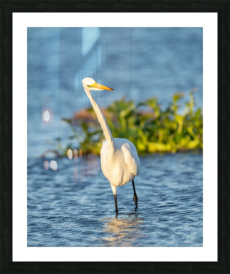 DSC02655 Picture Frame print