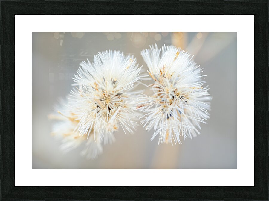 DSC03431 Picture Frame print