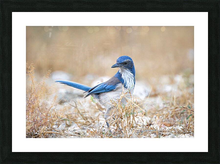 DSC00890 Picture Frame print