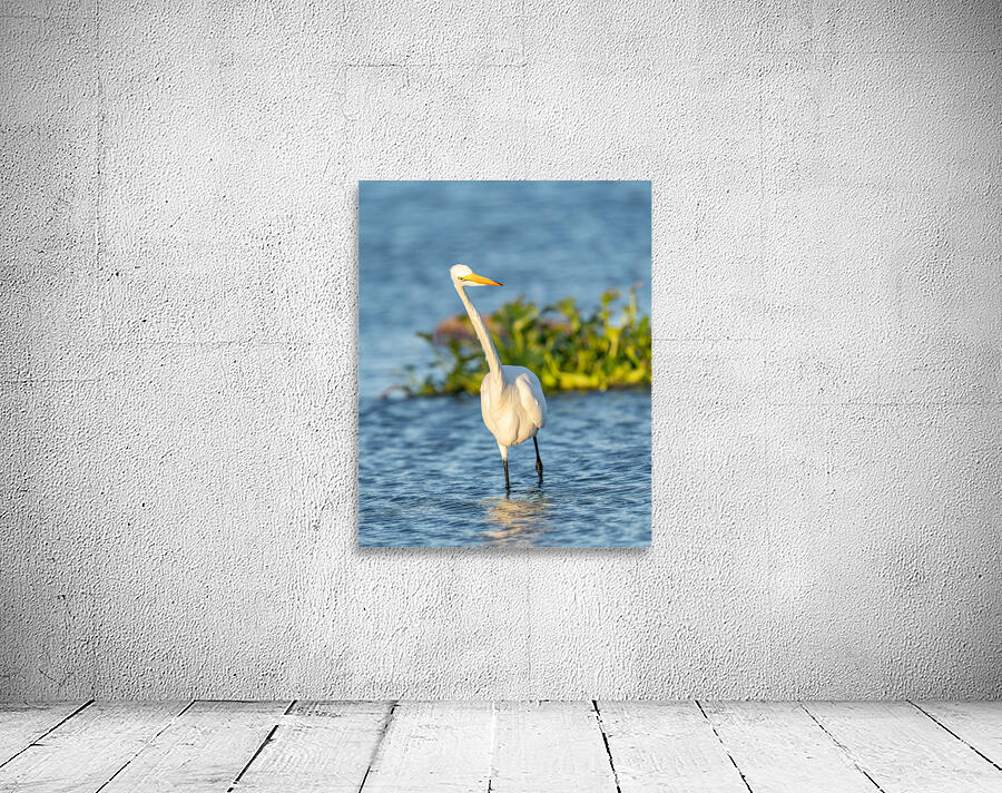 DSC02655 Wall Preview