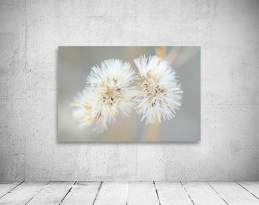 DSC03431 Wall Preview