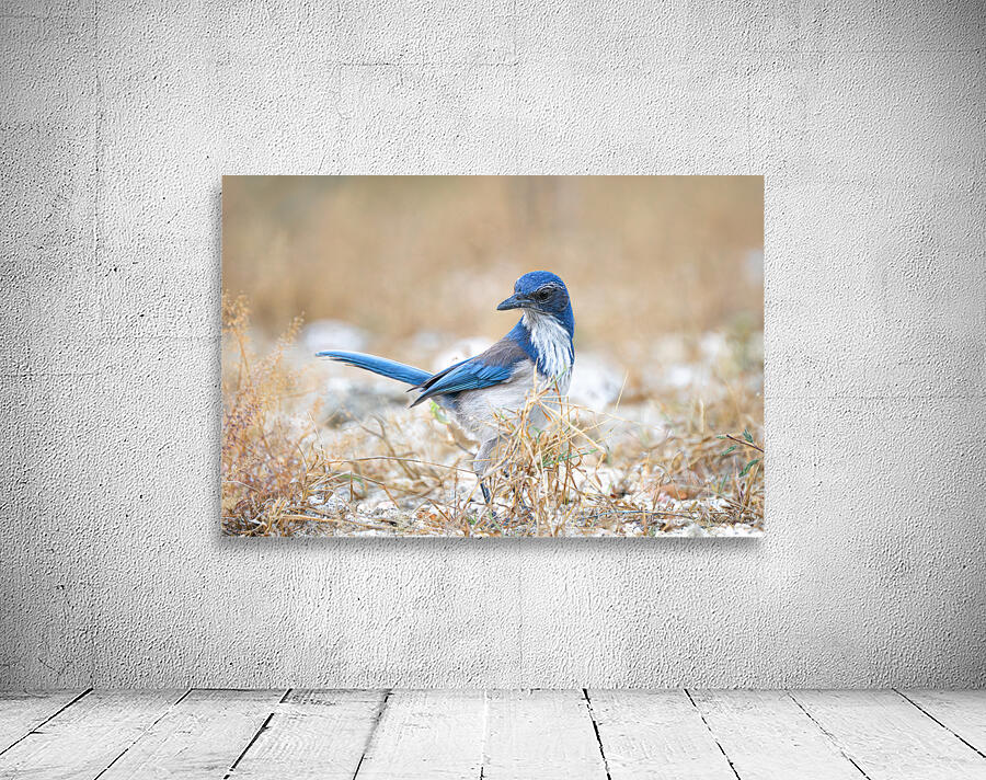 DSC00890 Wall Preview