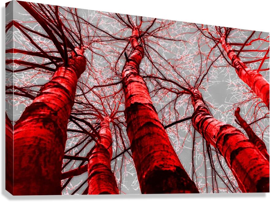 Playing with colour 1 Canvas Print