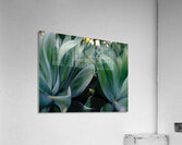 Agave Dream Acrylic Print