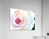 Convergence 2 Acrylic Print