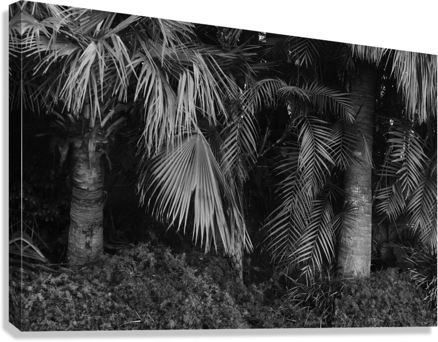 Primordial 1 Canvas Print