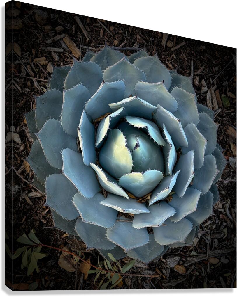 Agave Parryi Canvas Print