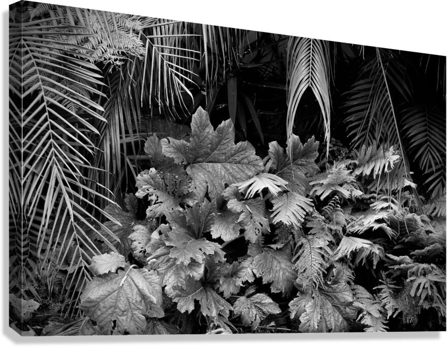 Primordial 1 Canvas Print